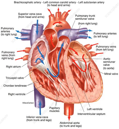 Interior Heart Model Labeled