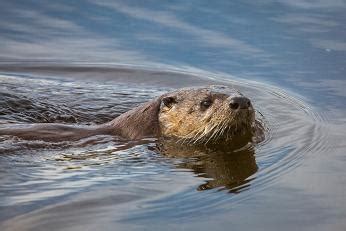 Southern River Otter: Habitat, Population & Adaptations | Study.com