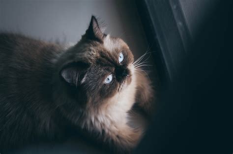 Himalayan cat personality traits - Know My Pet