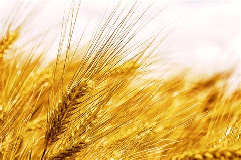 What Is The Difference Between Wheat And Barley? — Farm & Animals