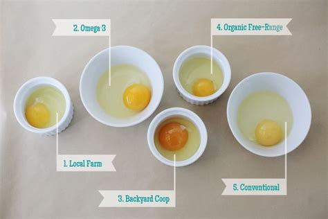 Honey & Huckleberries: Which Egg Is Best? | Healthy eggs, Backyard ...