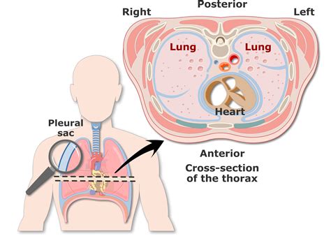 Parietal Pleura Cadaver