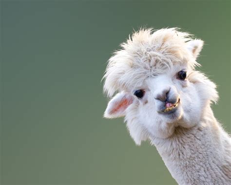 Llama caught eating holiday wreath at zoo, gets put on 'naughty list' | Fox News