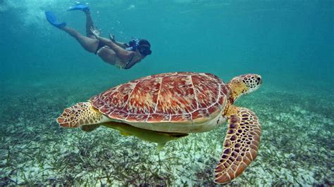 Akumal Turtles Tour - Vip Riviera Maya