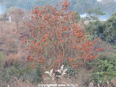 Palash Tree | Butea Monosperma | Dhak | Bastard Teak Tree