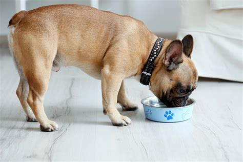 The Top 11 Best Food Bowls for French Bulldogs