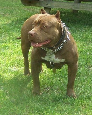 Gotti and Razor Edge Pitbull Puppies for Sale in Houston, Texas Classified | AmericanListed.com