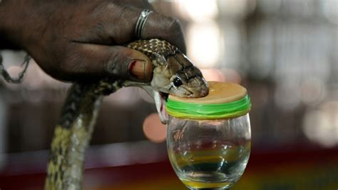 After malaria and COVID-19, British man survives cobra bite in India | CTV News