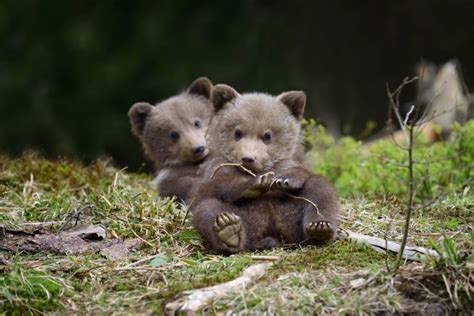 SPRING BABIES - BEAR CUBS DISCOVERING THE WORLD. | Bébés animaux ...