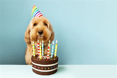 Dog Birthday Party: My ADHD Daughter’s Creative Event Planning