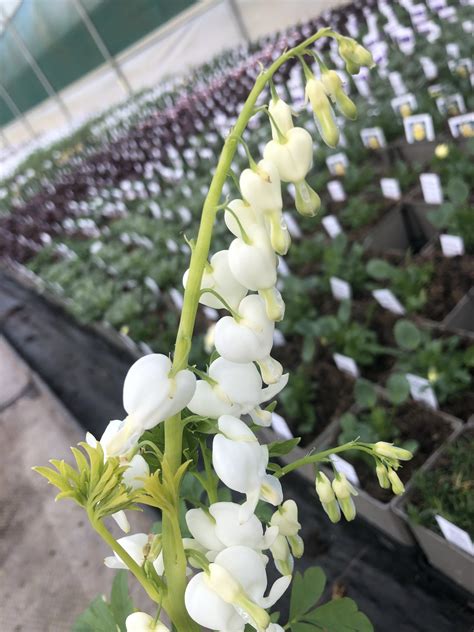 Lamprocapnos (Dicentra) spectabilis 'Alba' | Proctors Nursery