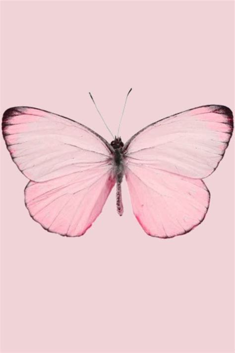 Pastel Pink Butterfly … | Mariposas fondos de pantalla, Fondos color rosa, Fondos mariposas