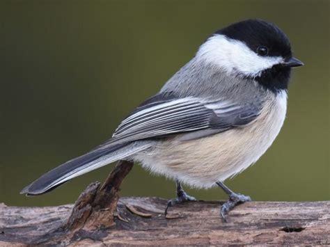 Parus Atricapillus - Black-capped Chickadee