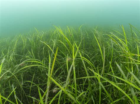 Exciting new partnership launched to protect vitally important seagrass ...