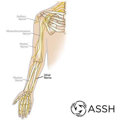 Humerus Radial Nerve Anatomy