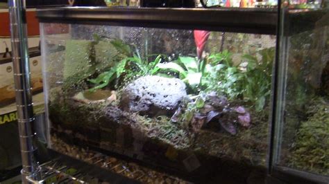 Pin by Wilmette Pet Center on Awesome reptile habitats | Reptile habitat, Habitats, Awesome