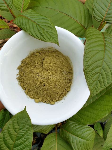 Kratom Mitragyna Speciosa Powder Herb Stock Image - Image of kratom ...