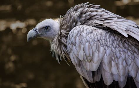 Eagle Vs. Vulture All Differences Explained - Animallot