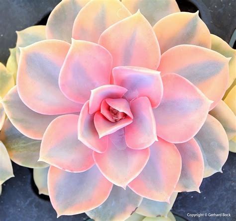 Succulents, Pink succulent, Succulent garden diy