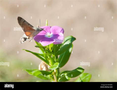 Hummingbird moth caterpillar hi-res stock photography and images - Alamy