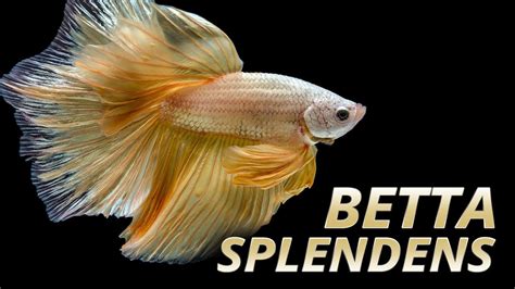 Species Spotlight | Betta splendens - YouTube