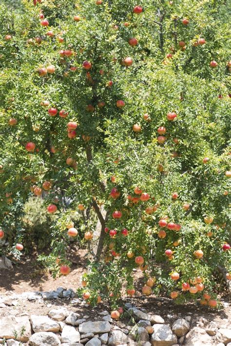 Trimming Pomegranate Trees: When And How To Prune A Pomegranate Tree ...