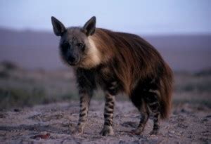 Brown Hyena: Facts, Characteristics, Habitat and More - Animal Place