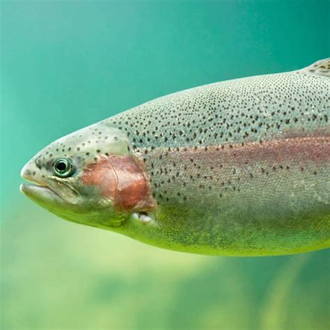 Complete Guide to Rainbow Trout Fishing in Texas (2023-24) - Best ...