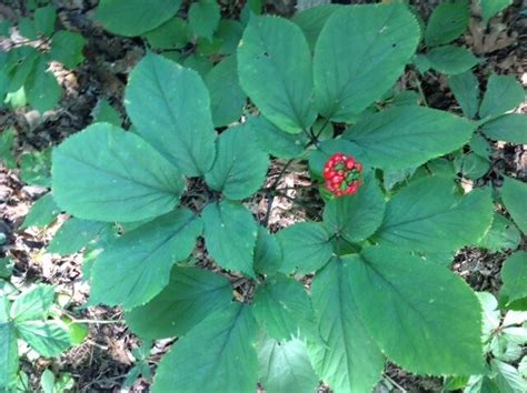 250 American Ginseng Seeds-stratified-plant Now 2018 Planting Season Ship | eBay