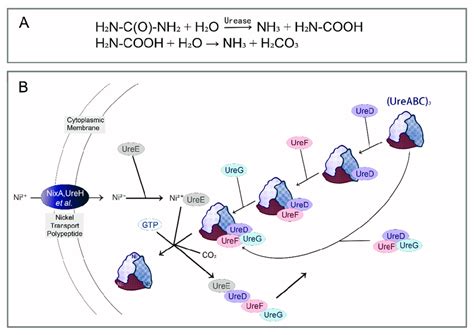 Urea hydrolysis reaction and molecular mechanism diagram of urease... | Download Scientific Diagram