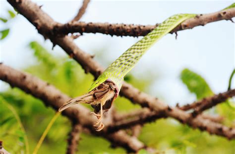 Do Snakes Eat Birds? | Discover Magazine