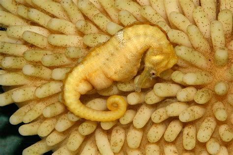 With seahorses, the males get pregnant and give birth! Females place their eggs in the male’s ...