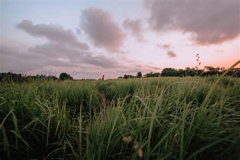 Grassy meadow against sunset sky · Free Stock Photo