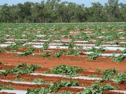 Planting & Spacing - WATERMELON