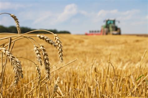 Advanced Techniques for Wheat Harvesting: Getting the Most out of Your ...