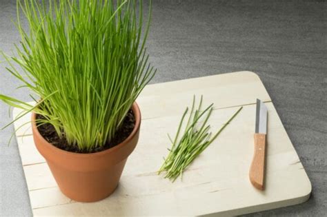 Chives plant care: pruning, watering & more - Plantura