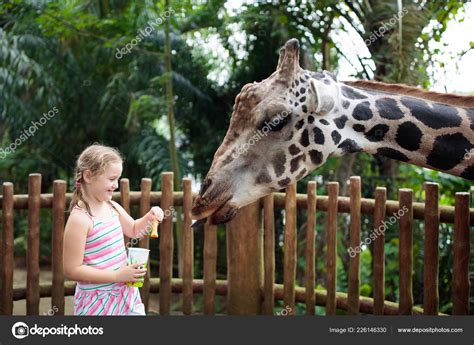 Family Feeding Giraffe Zoo Children Feed Giraffes Tropical Safari Park ...