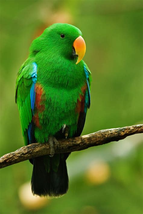 File:Male Eclectus Parrot.jpg - Wikimedia Commons