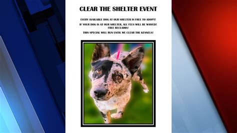 Idaho Falls Animal Shelter offers free dog adoptions, owner reclaims - LocalNews8.com - KIFI