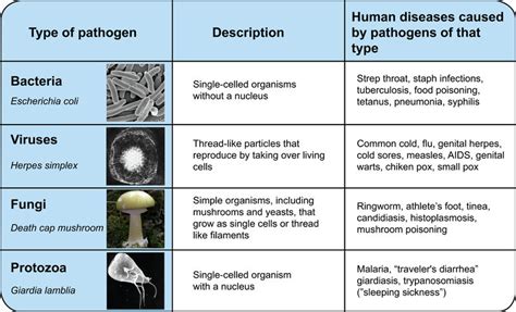 Infectious Diseases | CK-12 Foundation