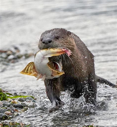 Webinar: Pacific NW River Otter: Habitat, Ecology, and Health (7/26/21 ...