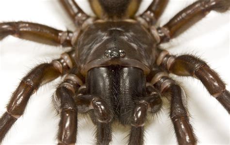 Spider and centipede venom evolved from insulin-like hormone