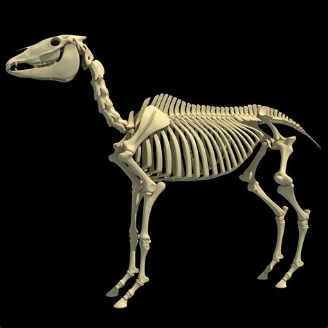 Horse Skeleton 3D Model – 3D Horse