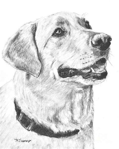 Charcoal Drawing Yellow Lab in Profile by Kate Sumners | Pencil drawings of animals, Dog drawing ...