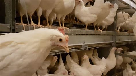 What is a Pullet Farm? - Canadian Food Focus