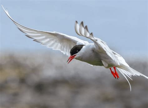 Arctic Tern Fun Facts: Their Lifetime Journey Equals 3 Round-Trips to ...