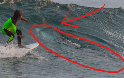 10-year old surfer cruises over a great white shark? - Tracking Sharks