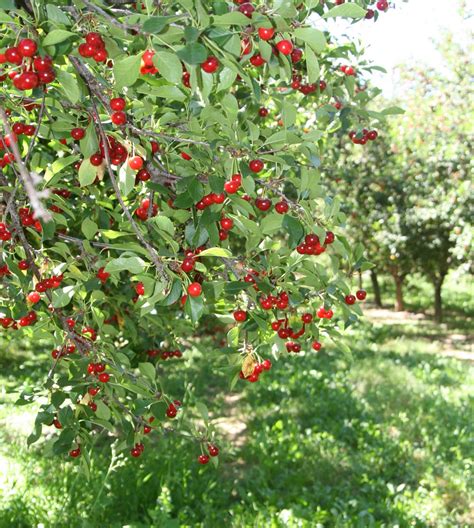 FRESH ON THE FARM: Tart Cherry Harvest