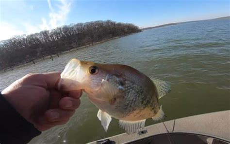 Kansas Crappie Fishing Tips (Free Guides)