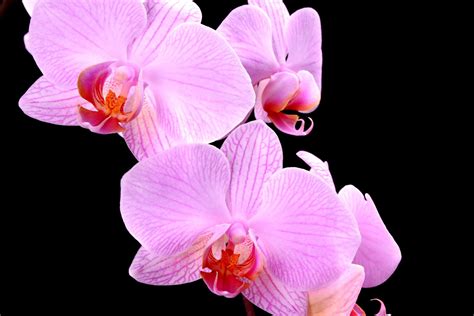 Pink Orchids Free Photo Download | FreeImages